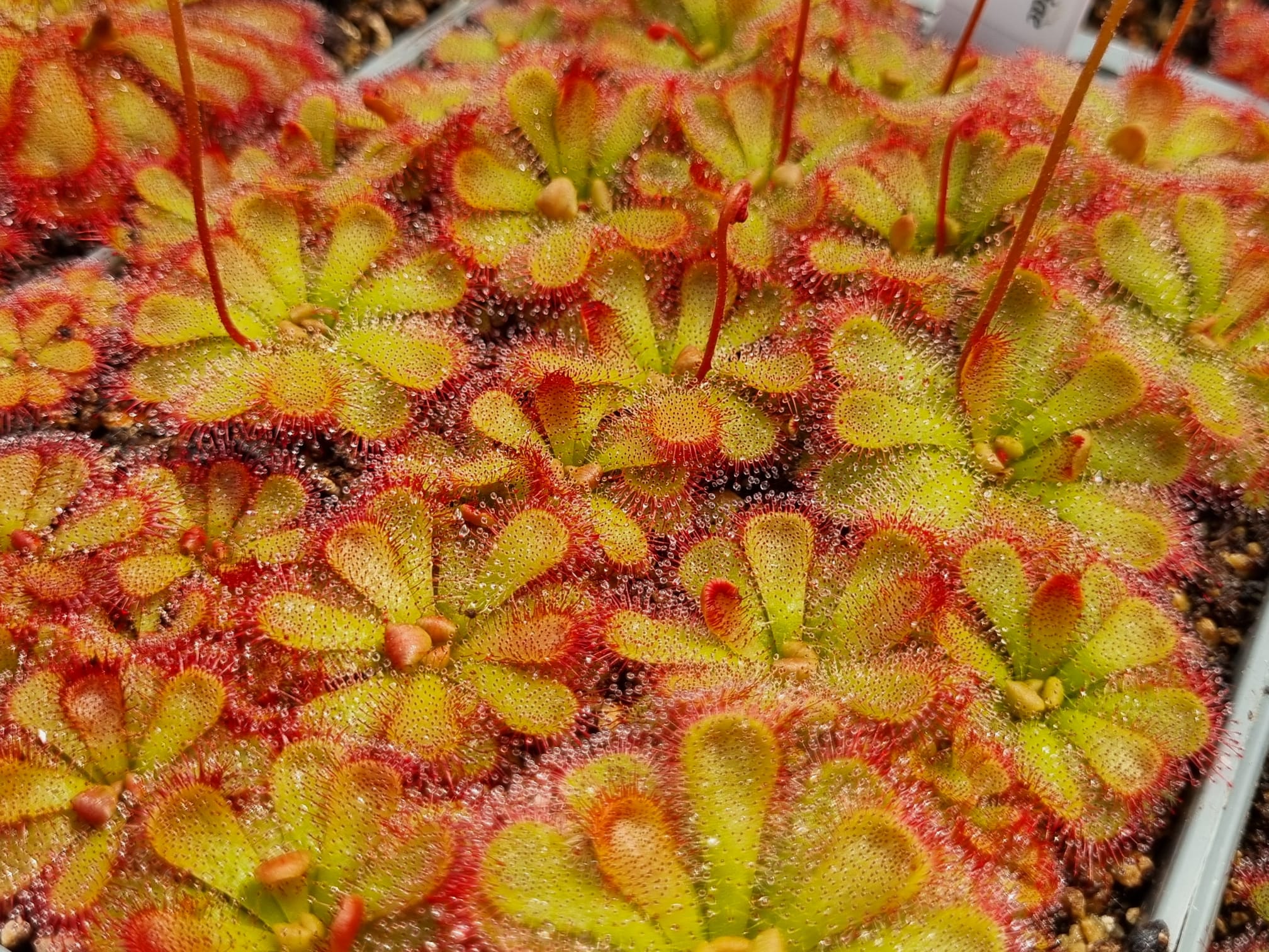 Drosera admirabilis "Floating"