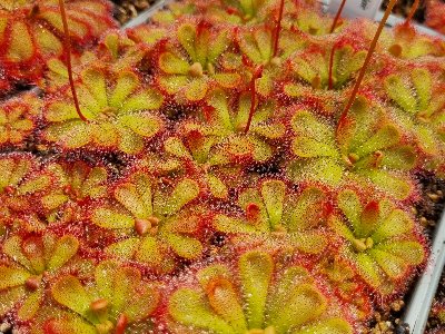 Drosera admirabilis "Floating"