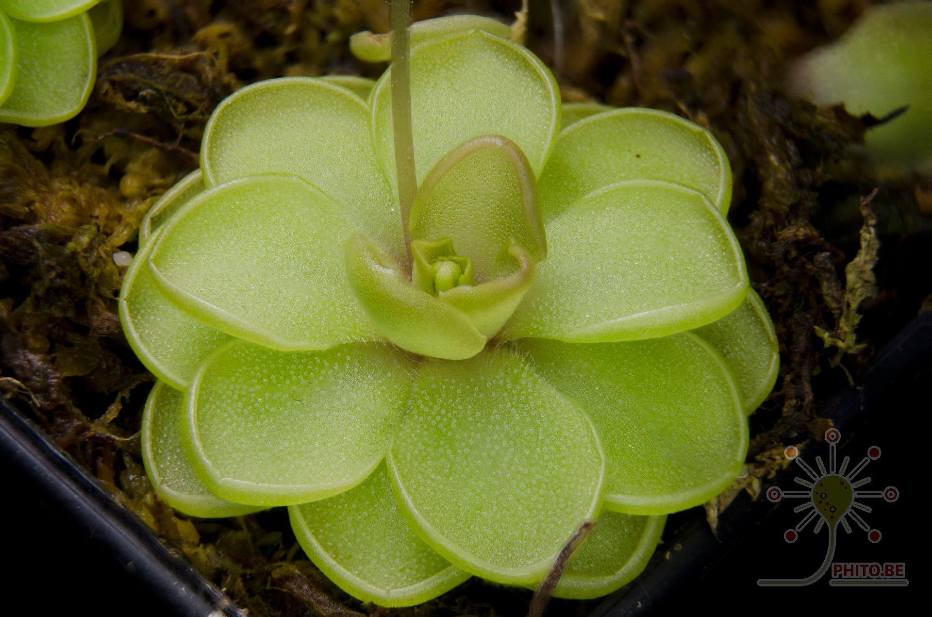 Pinguicula emarginata x gracilis