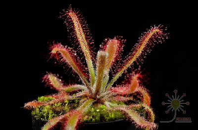 Drosera latifolia x villosa