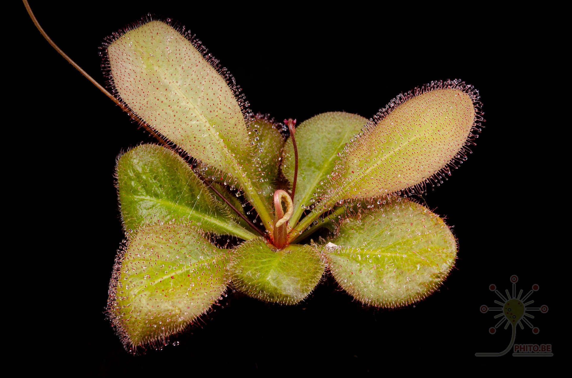Drosera x "Andromeda"