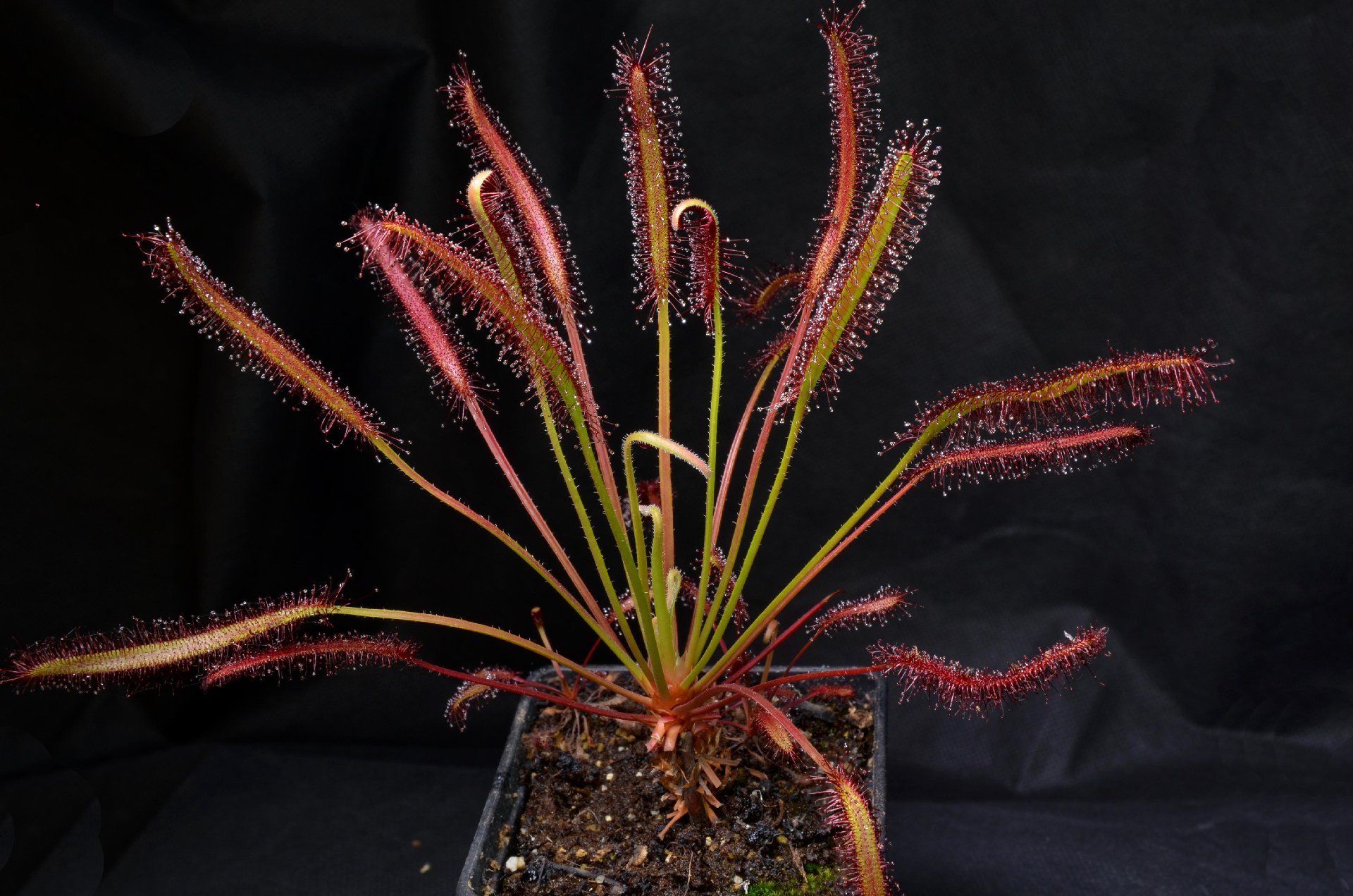 Drosera capensis "Triffid Rose"