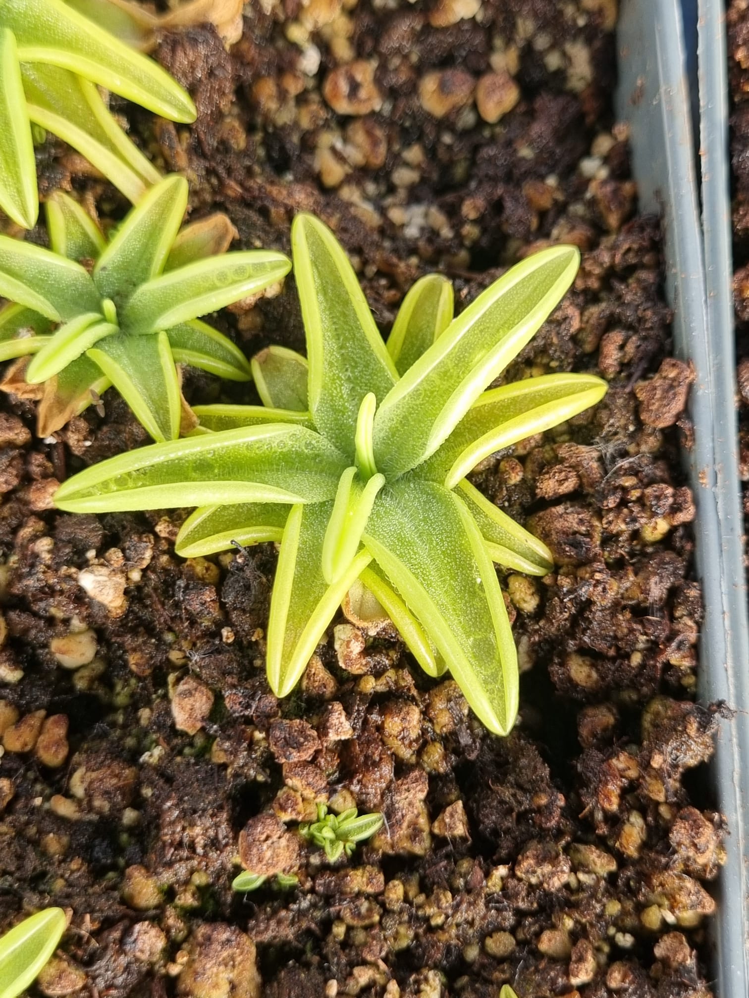 Pinguicula caerulea