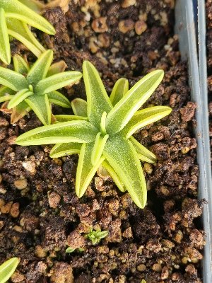 Pinguicula caerulea