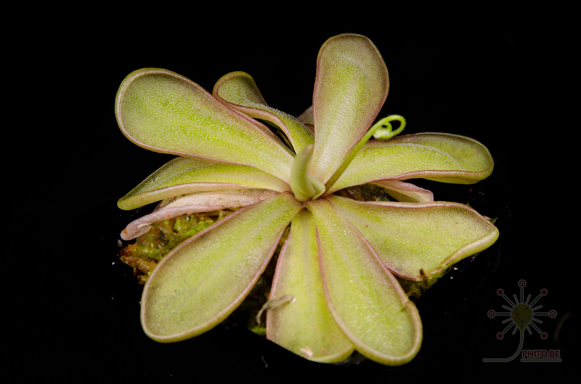 Pinguicula emarginata "red"