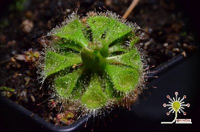 Drosera burmannii "Green"