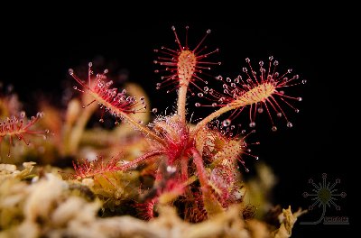 Drosera communis