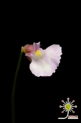 Utricularia rostrata