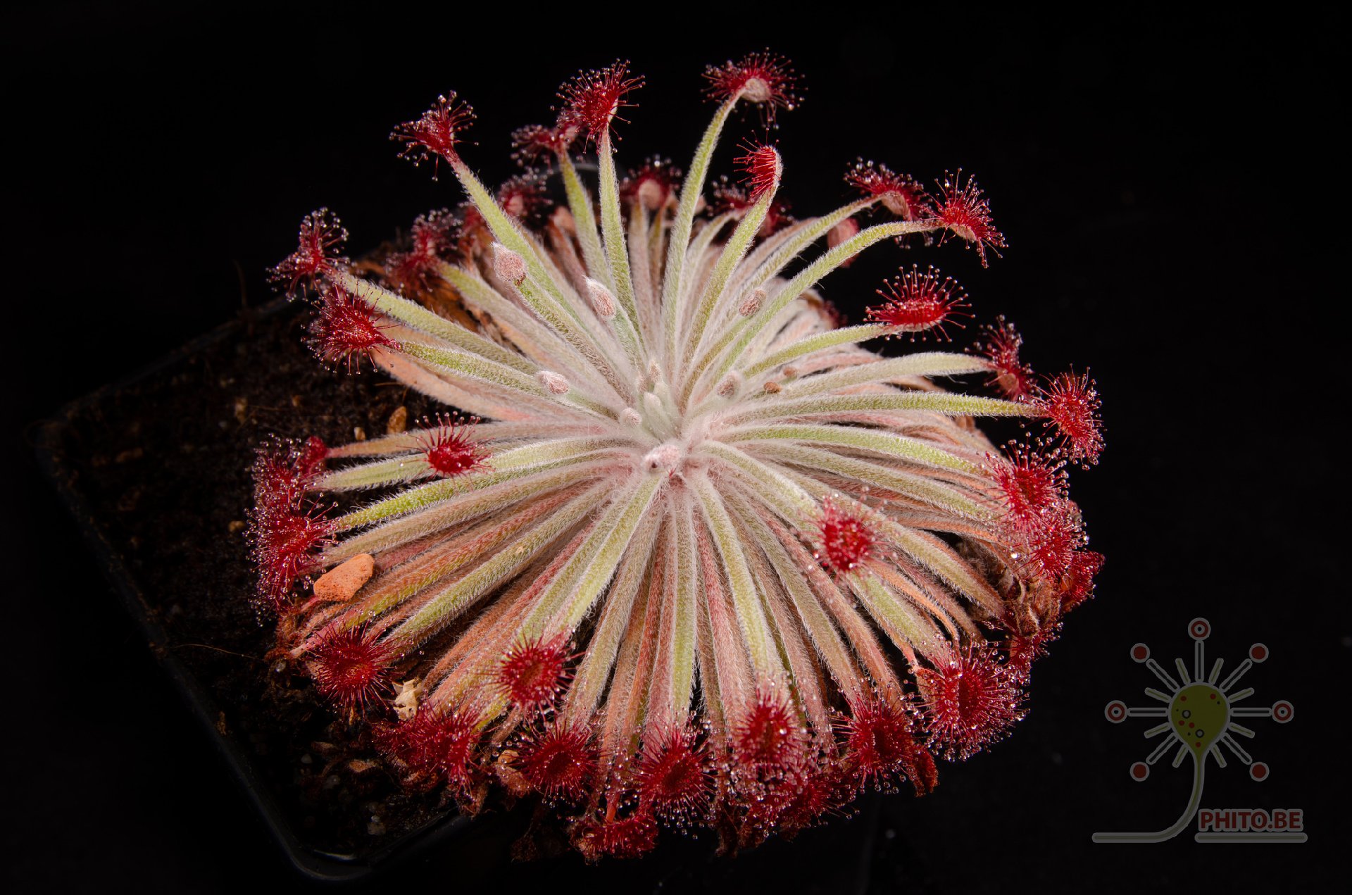 Drosera petiolaris hybrid #2