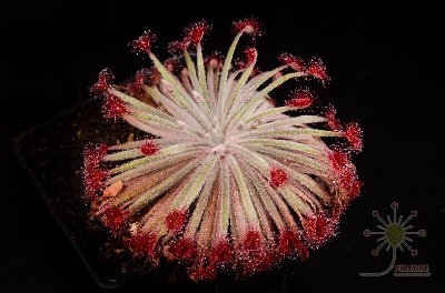 Drosera petiolaris hybrid #2