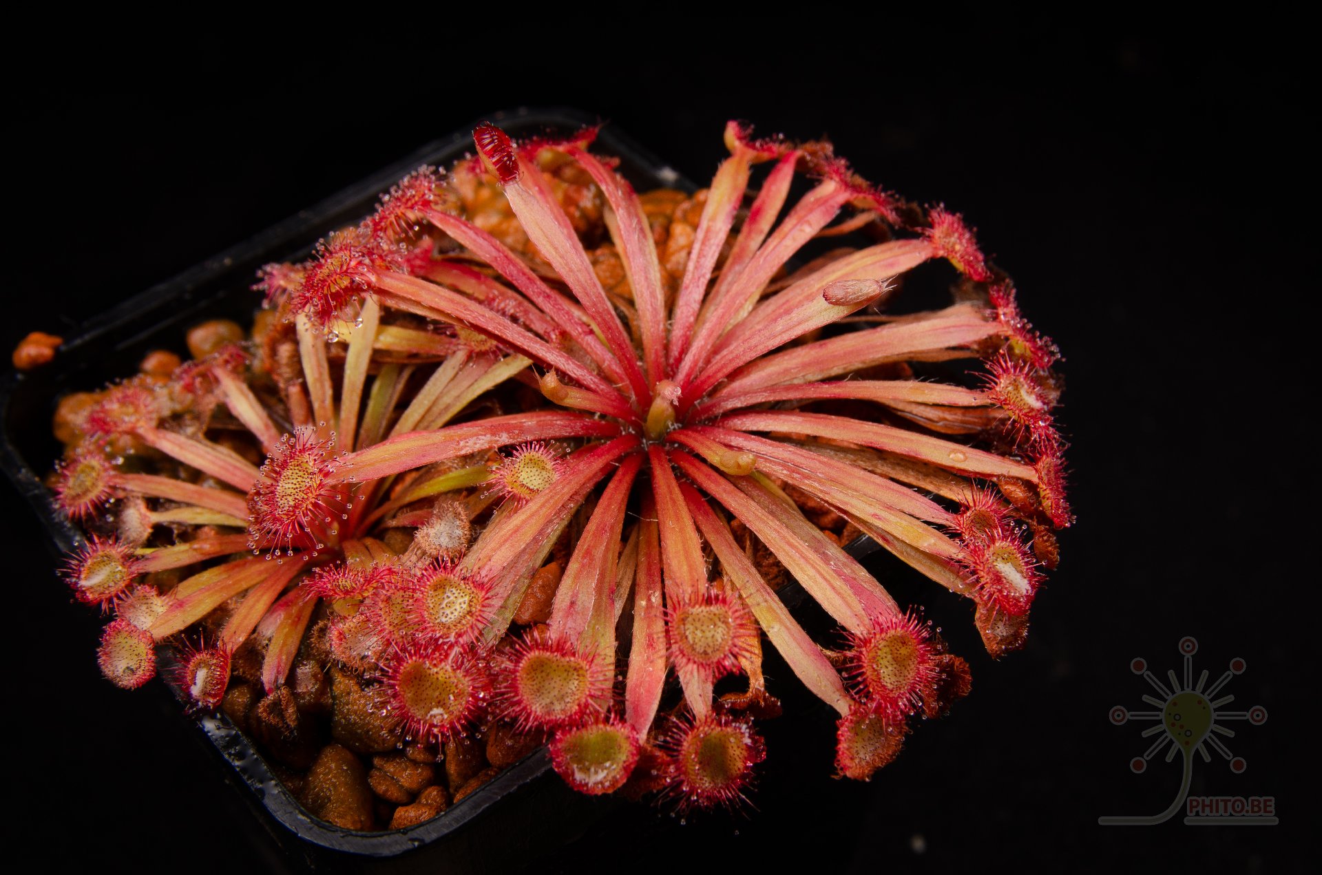 Drosera falconeri x (lanata x petiolaris)