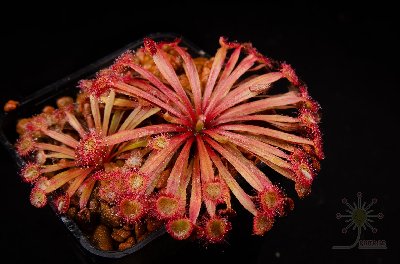 Drosera falconeri x (lanata x petiolaris)