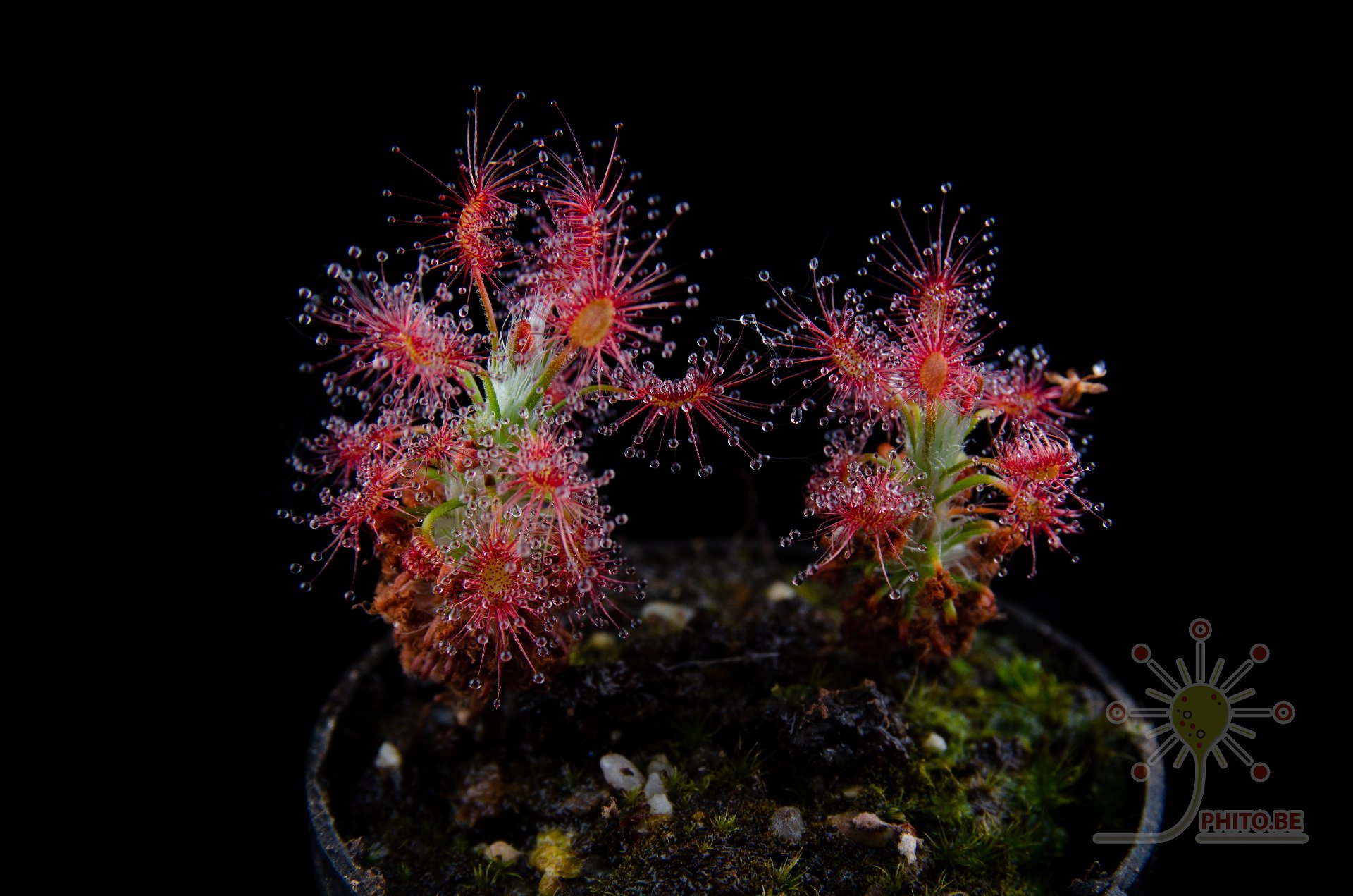 Drosera gibsonii