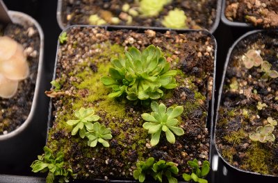 Stylidium debile