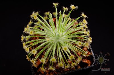 Drosera broomensis