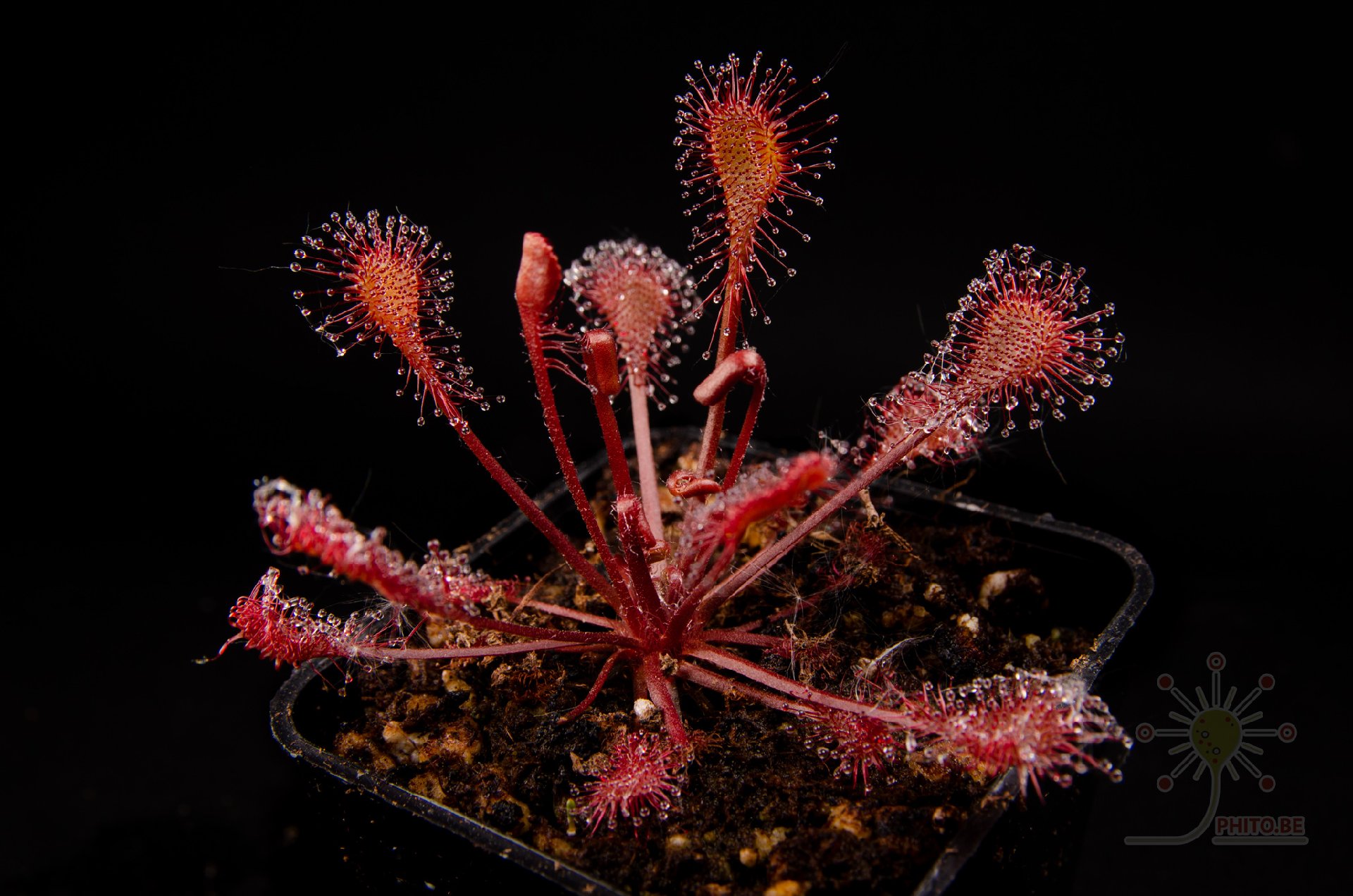 Drosera x "Eloisiana"