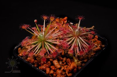 Drosera aff. paradoxa "tiny"