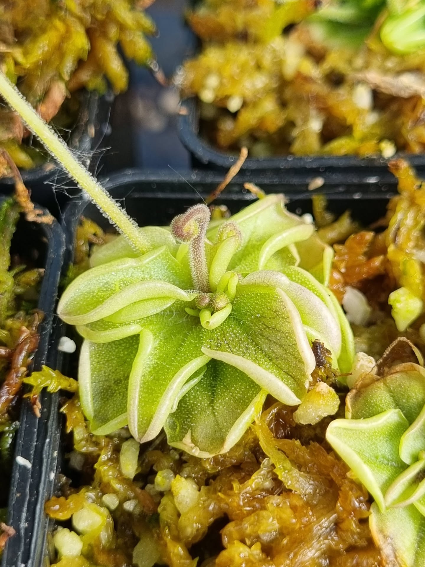 Pinguicula pumila var. buswellii
