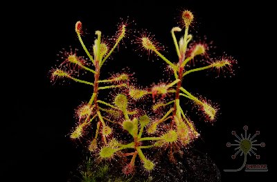 Drosera madagascariensis