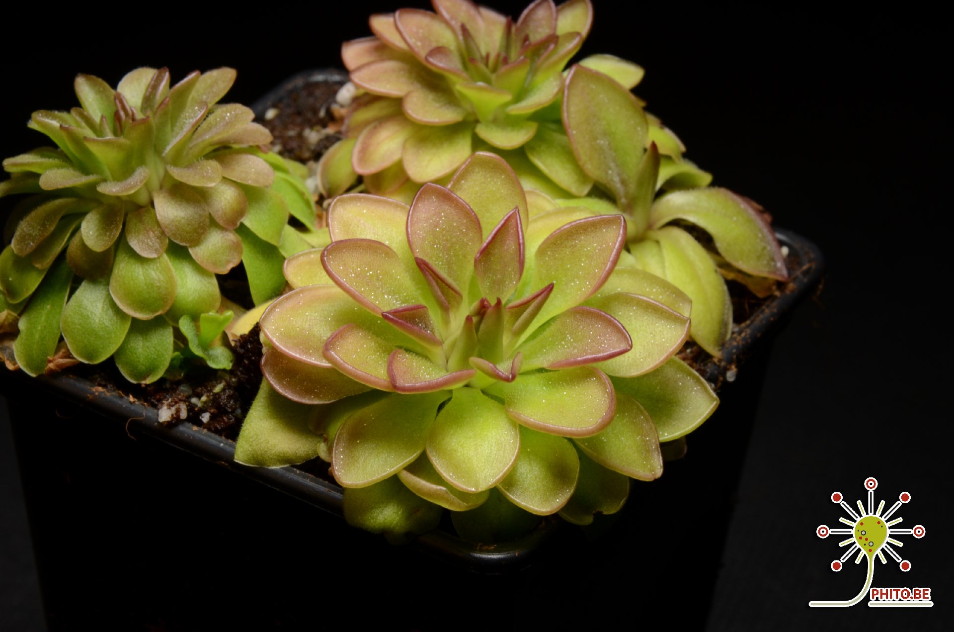 Pinguicula laueana