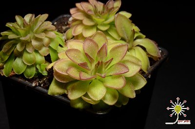 Pinguicula laueana