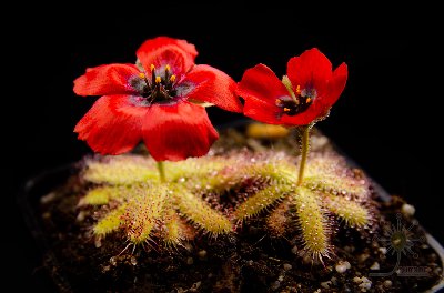 Drosera coccipetala