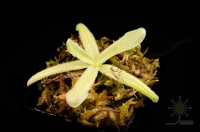 Pinguicula cubensis