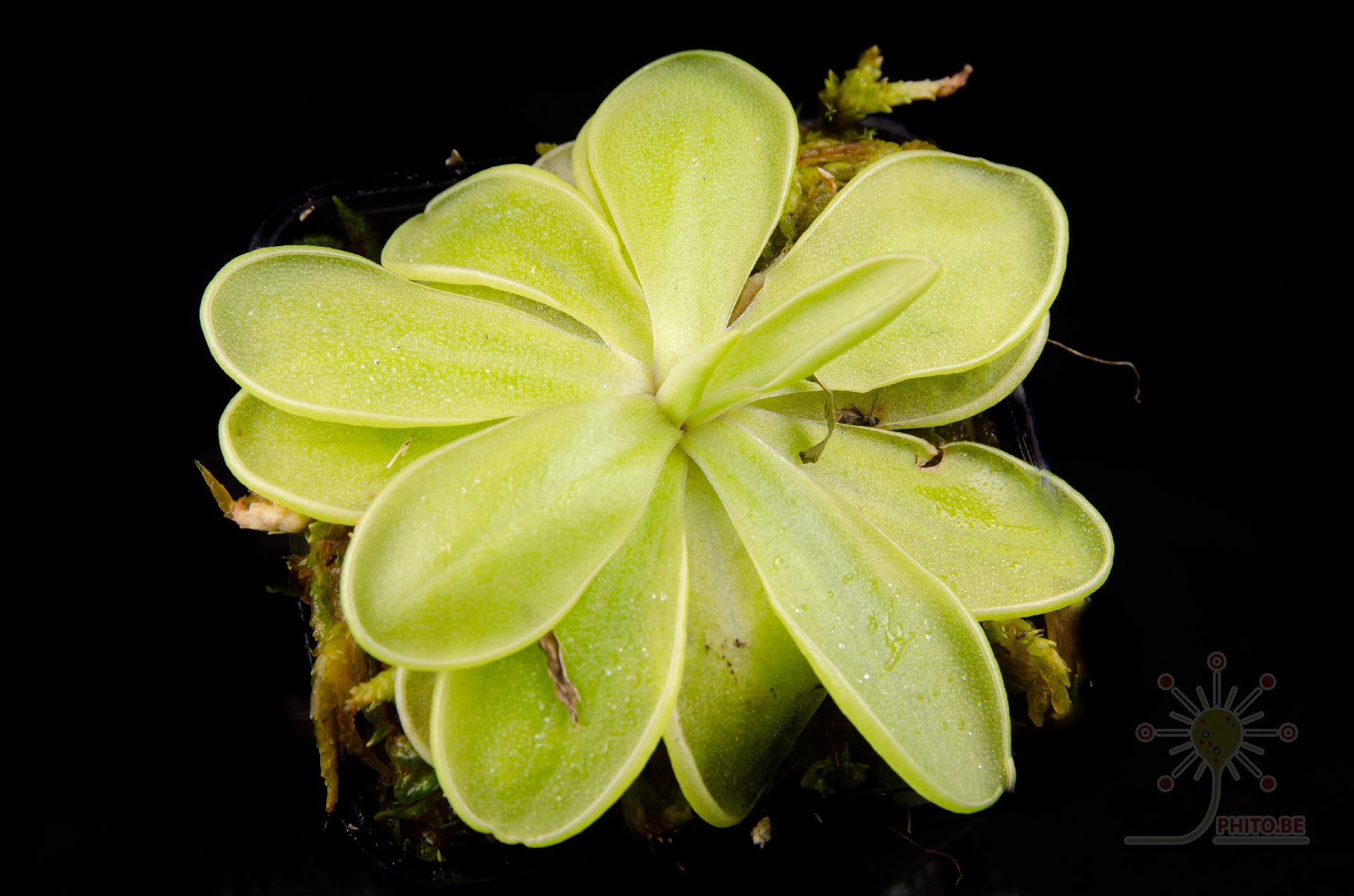 Pinguicula emarginata "white flower"