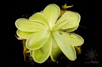Pinguicula emarginata "white flower"