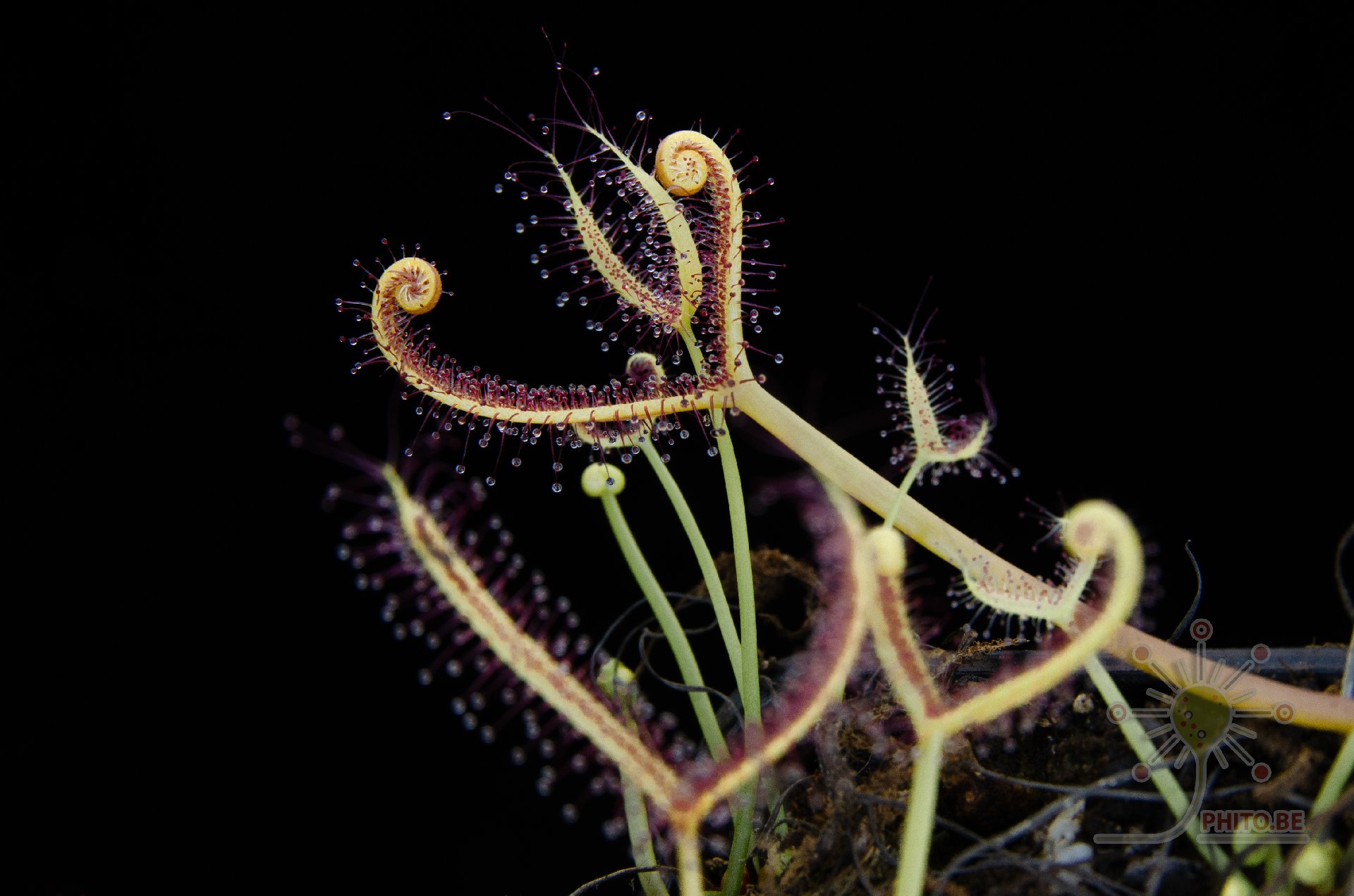 Drosera binata "Ghost"