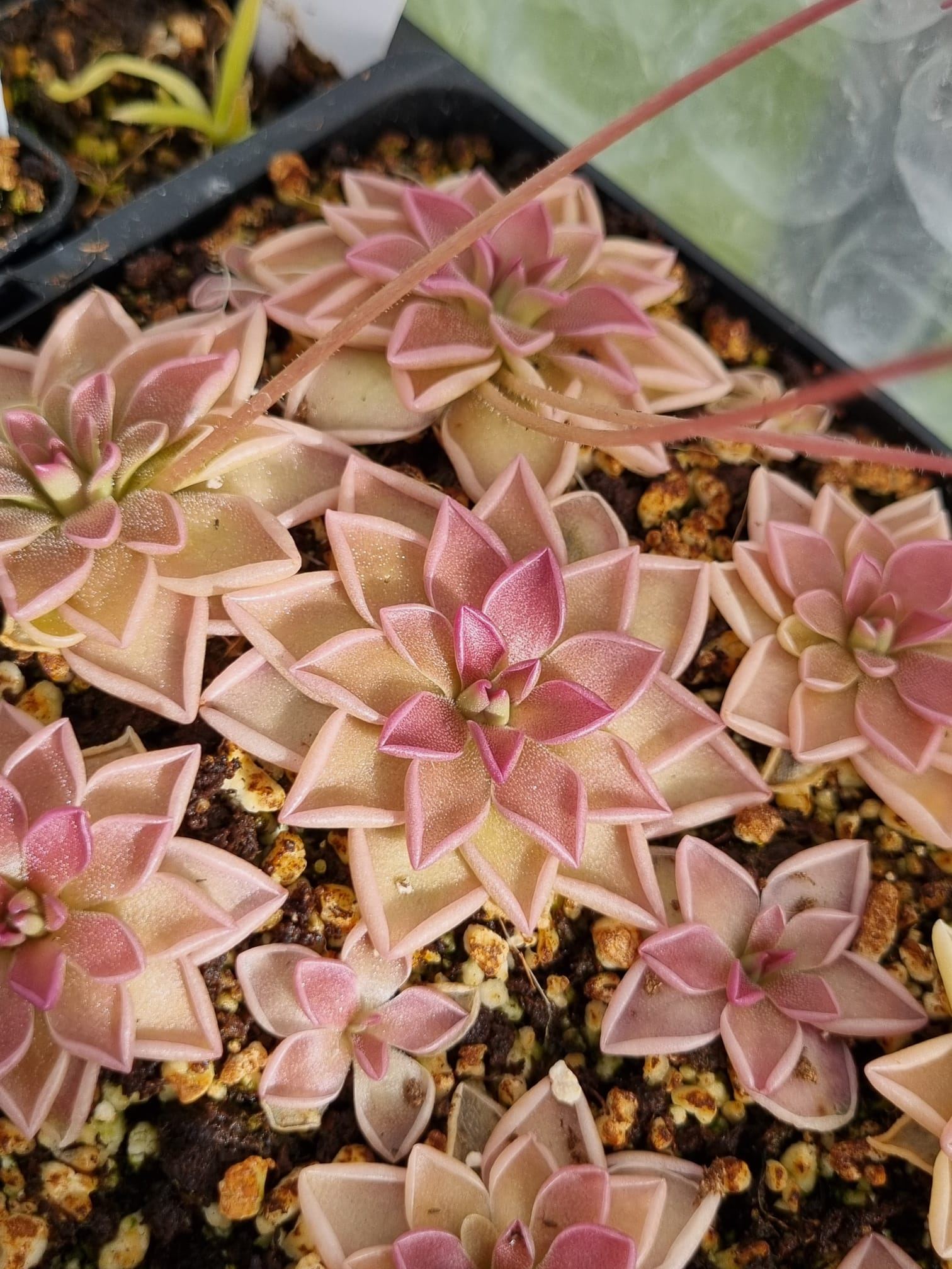 Pinguicula "Estrellita"