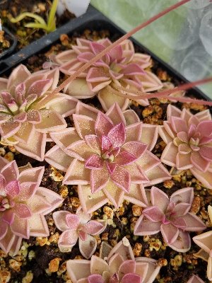 Pinguicula "Estrellita"
