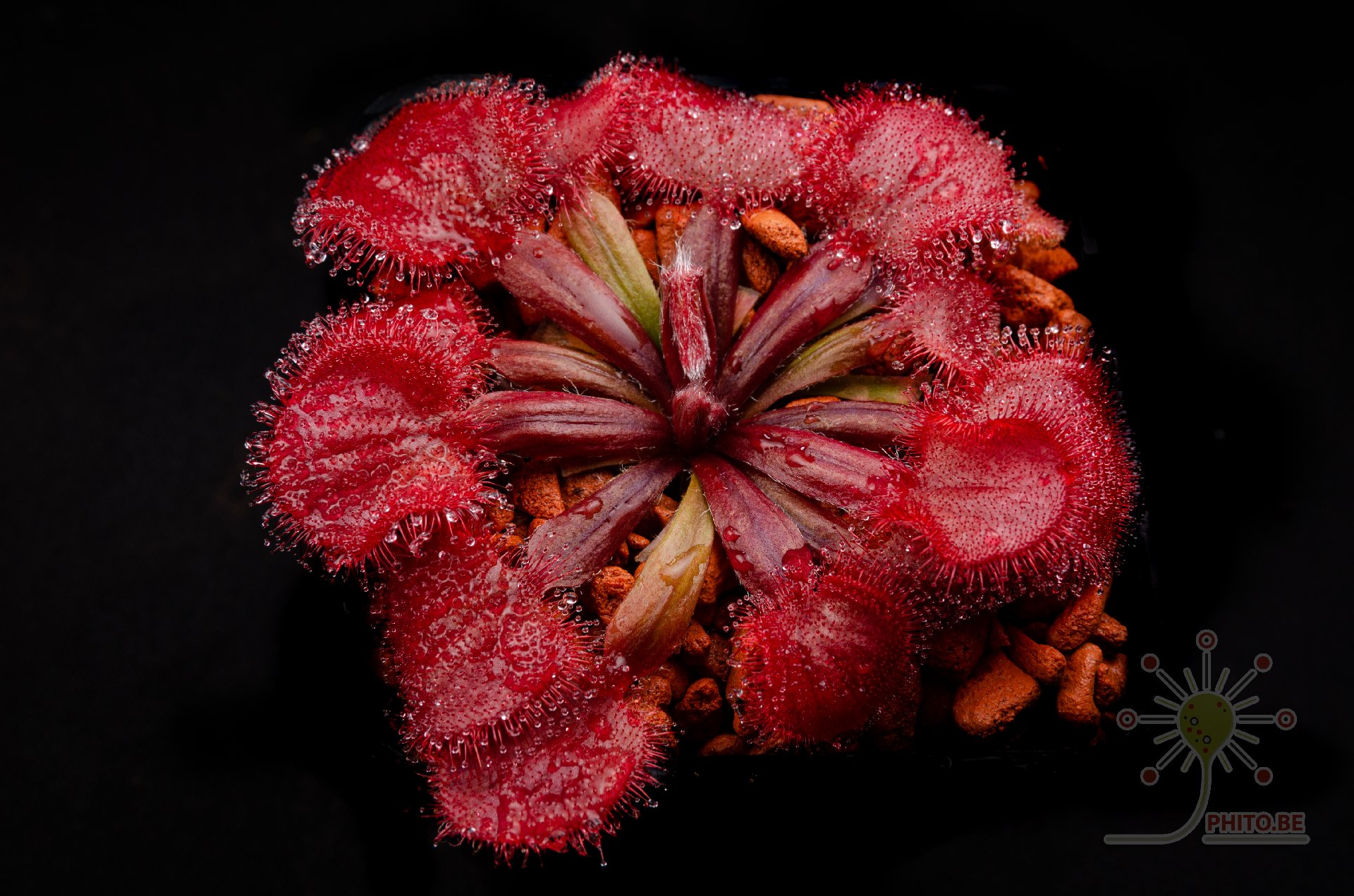 Drosera falconeri