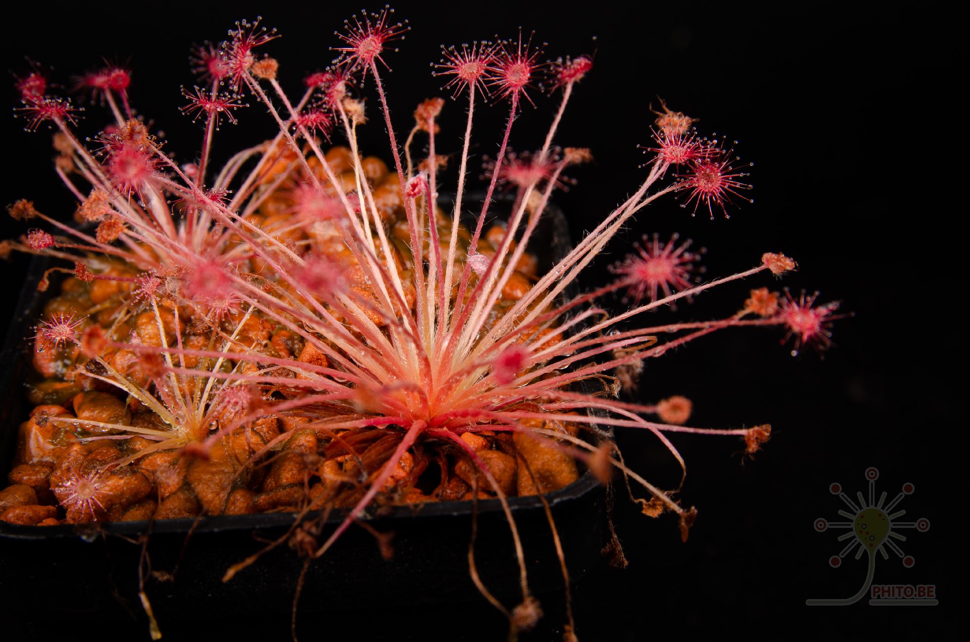 Drosera aff. paradoxa