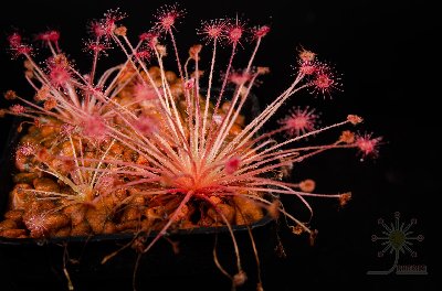 Drosera aff. paradoxa
