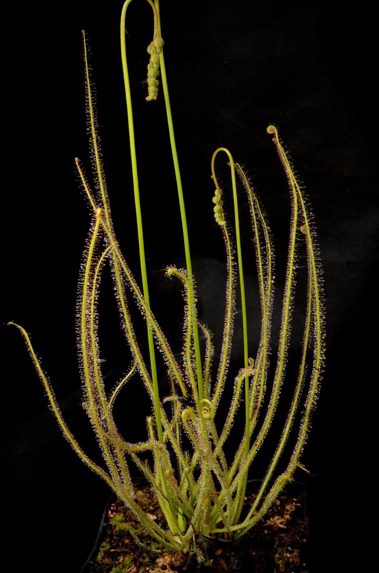 Drosera x californica