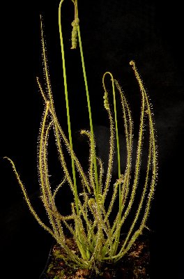 Drosera x californica