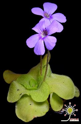 Pinguicula x "Tina"