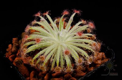 Drosera derbyensis