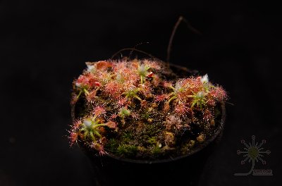 Drosera leucoblasta