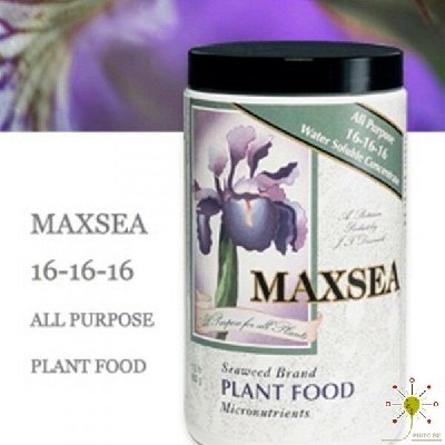 Maxsea 16-16-16