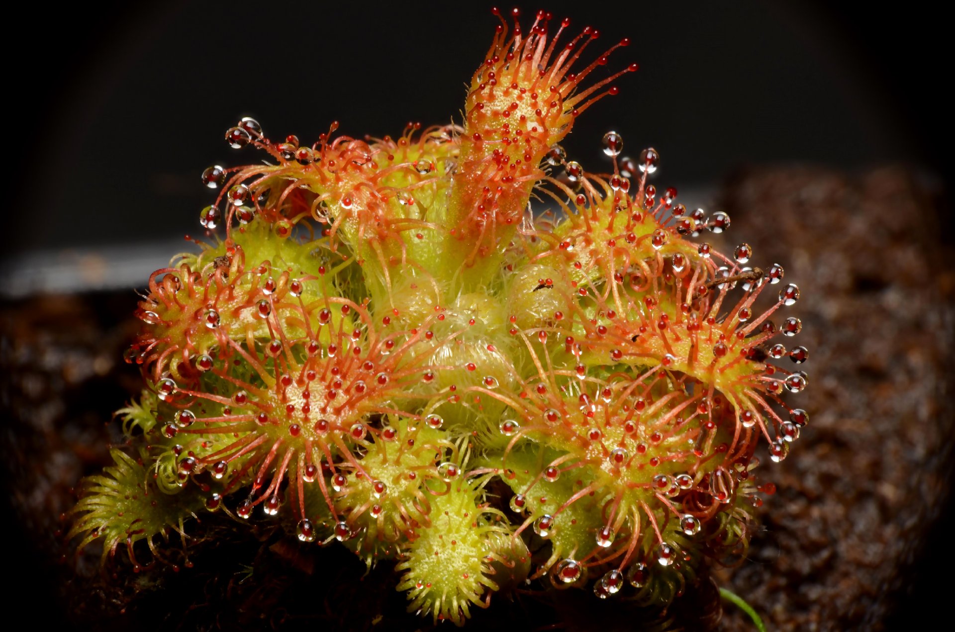 Drosera hirticalyx