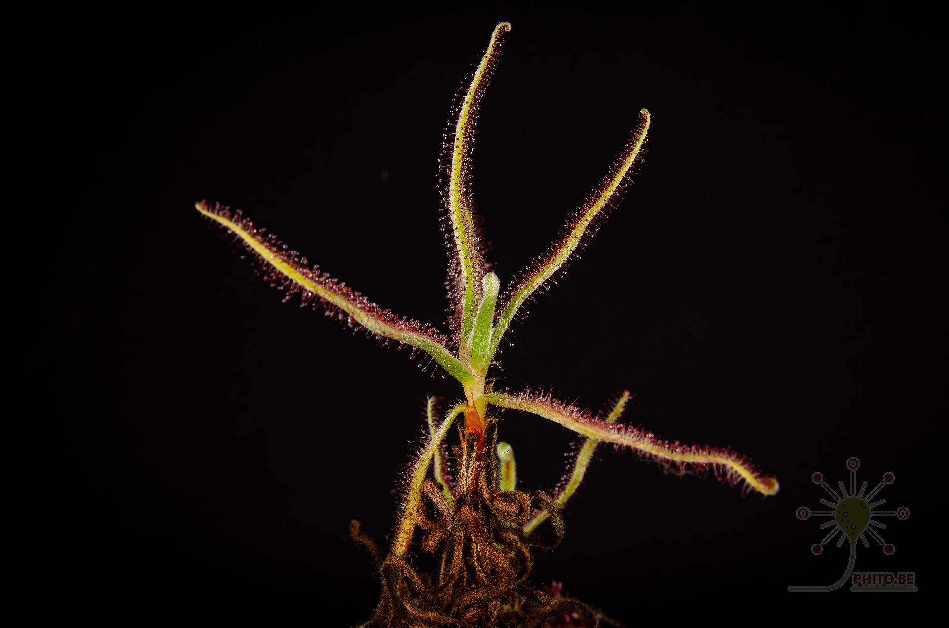 Drosera magnifica