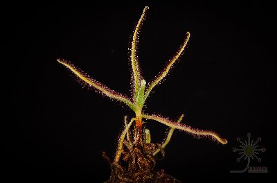 Drosera magnifica