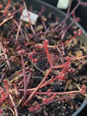 Drosera binata "Burgundy"