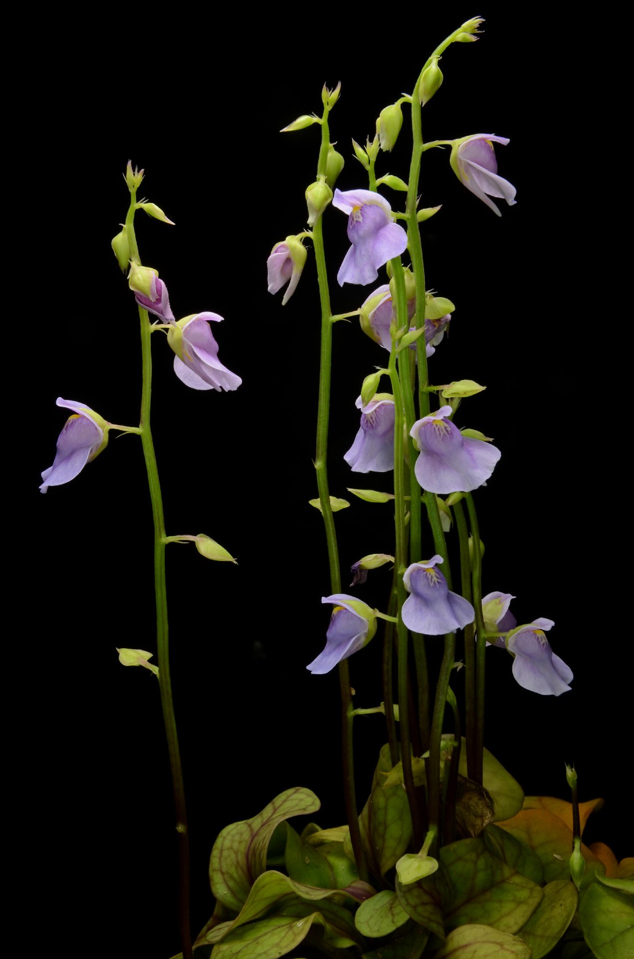 Utricularia calycifida