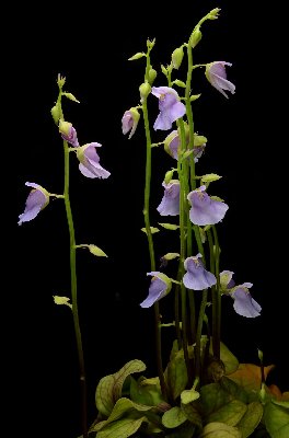 Utricularia calycifida
