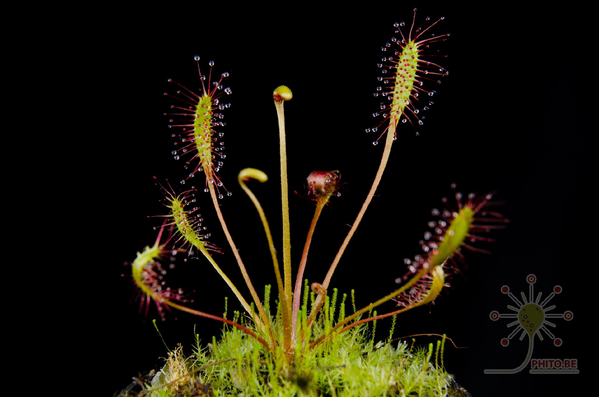 Drosera anglica "tropical"