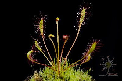 Drosera anglica "tropical"