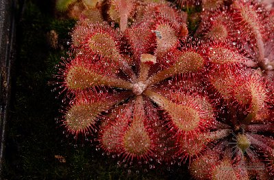 Drosera natalensis